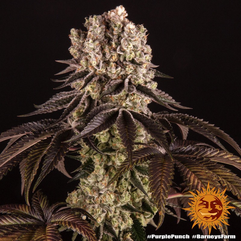 PURPLE PUNCH · Barneys Farm · kenevir tohum · Disi · Fem
