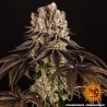 PURPLE PUNCH · Barneys Farm · sementes de maconha · Fem