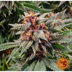 RUNTZ AUTO · Barneys Farm · cannabis seeds · AutoFem