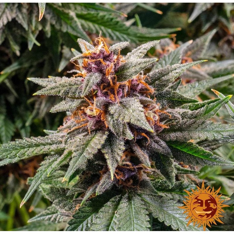 RUNTZ AUTO · Barneys Farm · semi di canapa · AutoFem