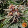 RUNTZ AUTO · Barneys Farm · semi di canapa · AutoFem
