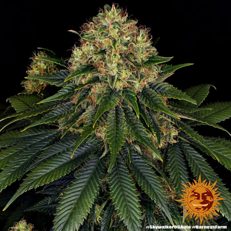 SKYWALKER OG AUTO · Barneys Farm · semi di canapa · AutoFem