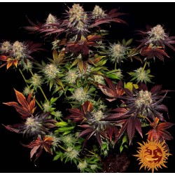 RUNTZ X LAYER CAKE · Barneys Farm · kenevir tohum · Disi · Fem