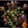 RUNTZ X LAYER CAKE · Barneys Farm · kenevir tohum · Disi · Fem