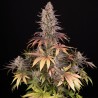 SOUR STRAWBERRY · Barneys Farm · semi di canapa · Fem