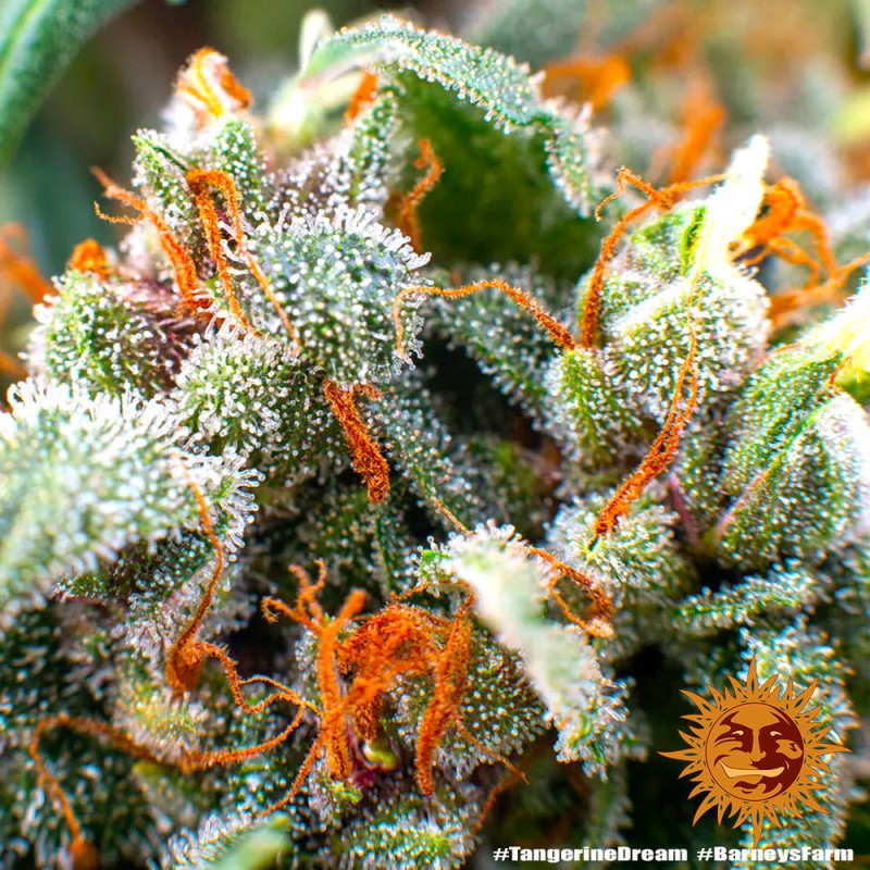TANGERINE DREAM AUTO · Barneys Farm · cannabis seeds · AutoFem