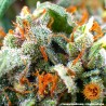 TANGERINE DREAM AUTO · Barneys Farm · semi di canapa · AutoFem