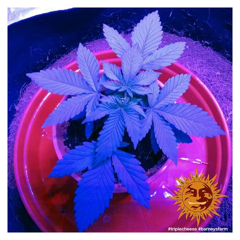 TRIPLE CHEESE · Barneys Farm · semi di canapa indiana · Fem