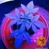 TRIPLE CHEESE · Barneys Farm · cannabis seeds · Fem