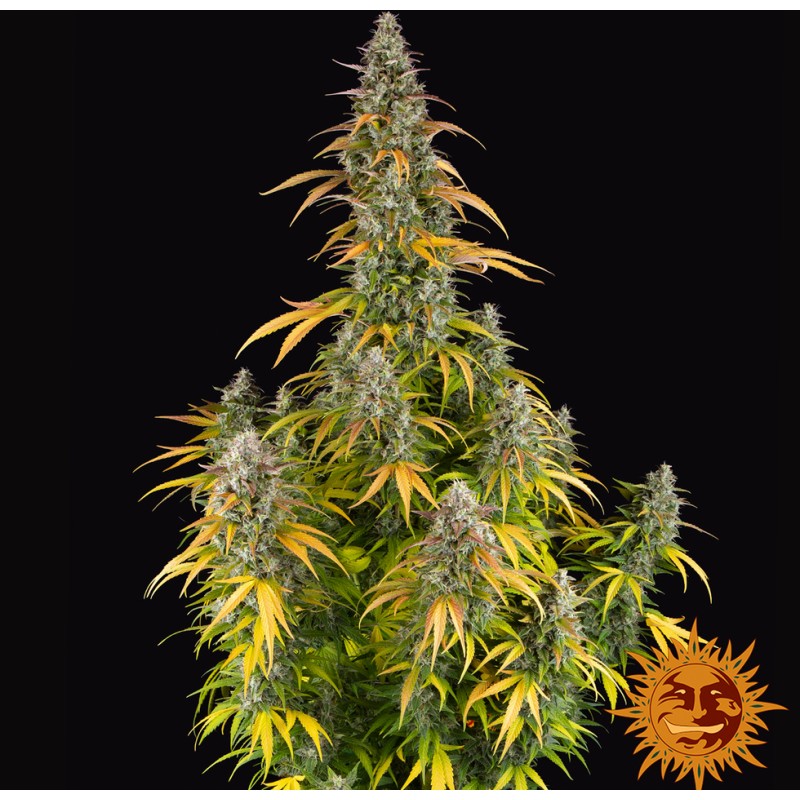 WATERMELON ZKITTLEZ AUTO · Barneys Farm · semi di canapa · AutoFem