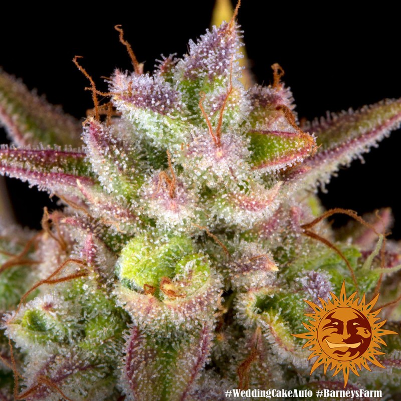 WEDDING CAKE AUTO · Barneys Farm · semi di canapa · AutoFem