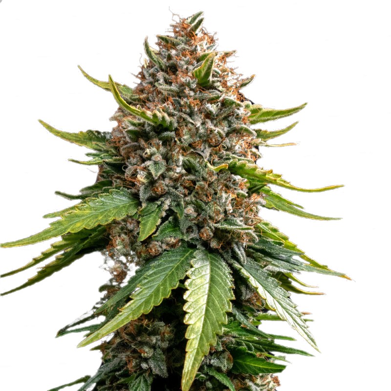 WHITE WIDOW XXL AUTO · Barneys Farm · semi di canapa  · AutoFem