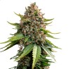WHITE WIDOW XXL AUTO · Barneys Farm · semi di canapa  · AutoFem