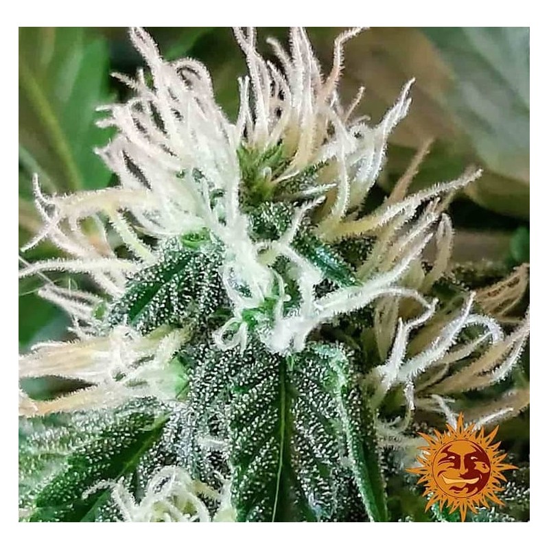 ZKITTLEZ OG AUTO · Barneys Farm · semi di canapa  · AutoFem
