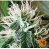 ZKITTLEZ OG AUTO · Barneys Farm · semi di canapa  · AutoFem