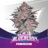 BLUEBERRY · BSF Seeds · semi di canapa · Fem