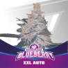 BLUEBERRY XXL AUTO · BSF Seeds · semi di canapa · AutoFem