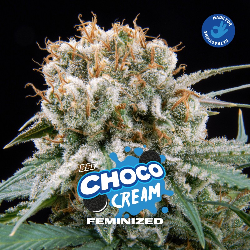 CHOCO CREAM · BSF Seeds · semi di canapa · Fem