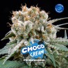 CHOCO CREAM · BSF Seeds · semi di canapa · Fem