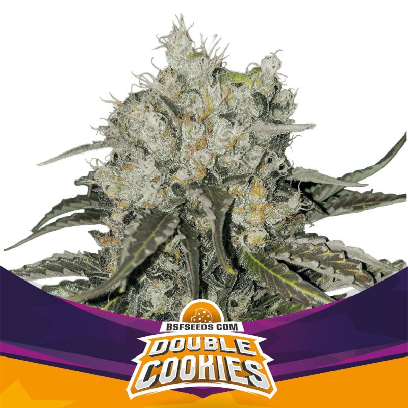 DOUBLE COOKIES · BSF Seeds · semi di canapa · Fem