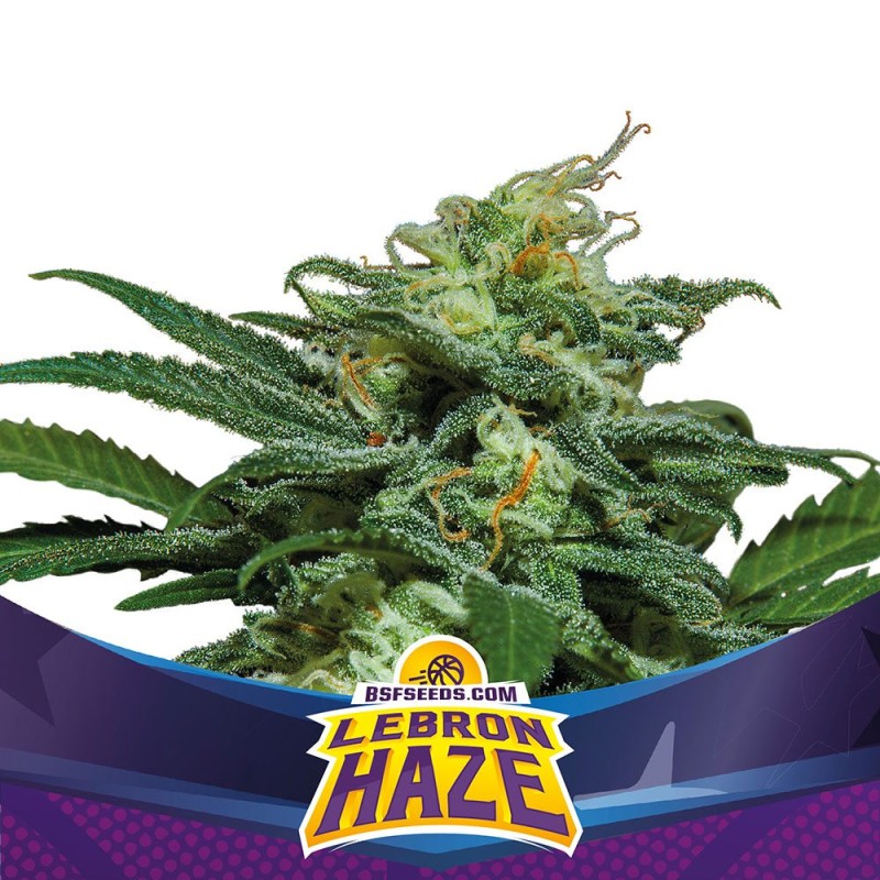 LEBRON HAZE XXL AUTO · BSF Seeds · cannabis seeds · AutoFem