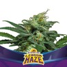 LEBRON HAZE XXL AUTO · BSF Seeds · semi di canapa · AutoFem