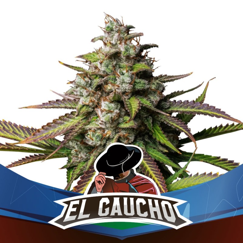 EL GAUCHO FAST VERSION · BSF Seeds · semi di canapa · Fem