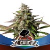 EL GAUCHO FAST VERSION · BSF Seeds · semi di canapa · Fem