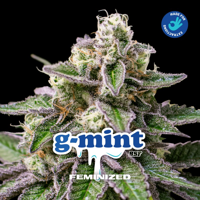 G- MINT · BSF Seeds · cannabis seeds · Fem