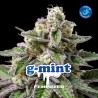 G- MINT · BSF Seeds · semi di canapa · Fem