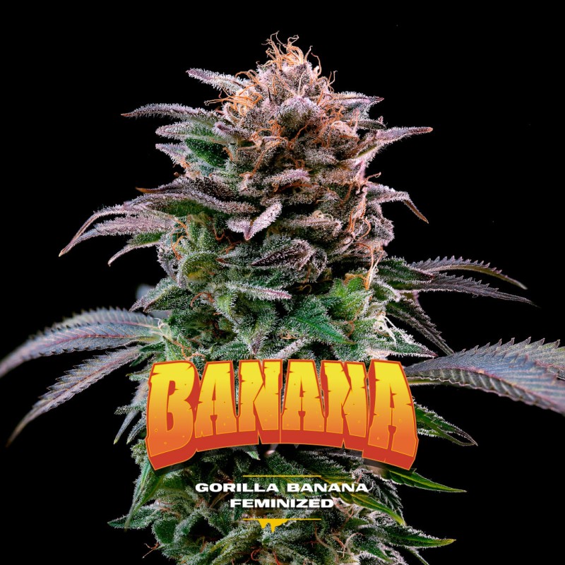 GORILLA BANANA · BSF Seeds · semi di canapa · Fem