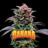 GORILLA BANANA · BSF Seeds · sementes de maconha · Fem