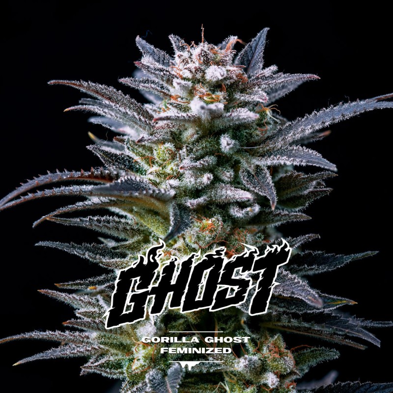 GORILLA GHOST · BSF Seeds · semi di canapa · Fem