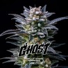 GORILLA GHOST · BSF Seeds · semi di canapa · Fem