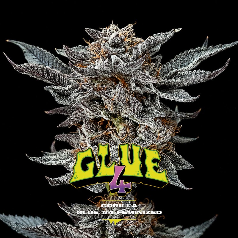 GORILLA GLUE 4 · BSF Seeds · semi di canapa · Fem
