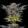 GORILLA GLUE 4 · BSF Seeds · semi di canapa · Fem
