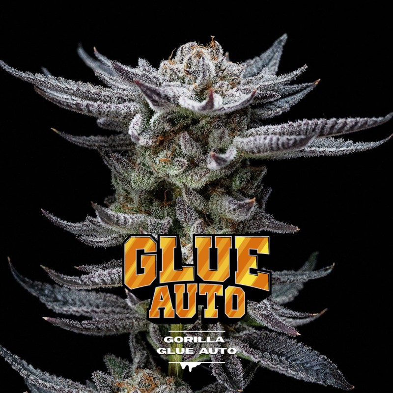 GORILLA GLUE AUTO · BSF Seeds · semi di canapa · AutoFem