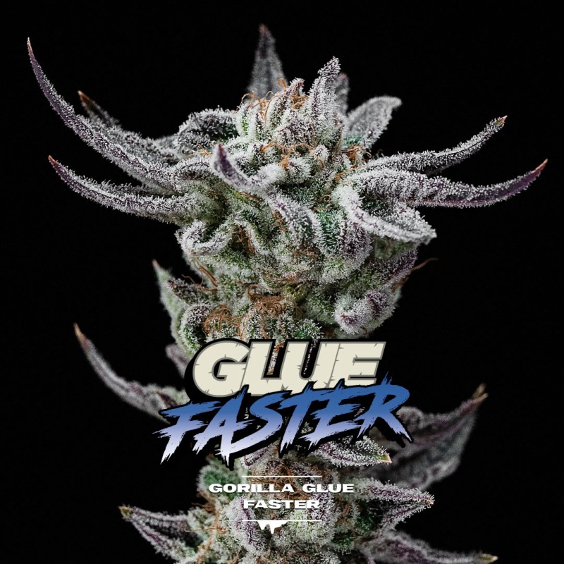 GORILLA GLUE FASTER · BSF Seeds · semi di canapa · Fem