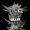 GORILLA GLUE FASTER · BSF Seeds · semi di canapa · Fem