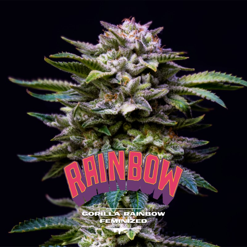 GORILLA RAINBOW · BSF Seeds · semi di canapa · Fem
