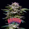 GORILLA RAINBOW · BSF Seeds · semi di canapa · Fem