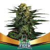 GREEN TIGER FAST VERSION · BSF Seeds · semi di canapa · Fem