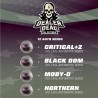 DEALER DEAL XXL AUTOMIX · BSF Seeds · semi di canapa · AutoFem