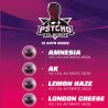 PSYCHO XXL AUTOMIX · BSF Seeds · semi di canapa · AutoFem