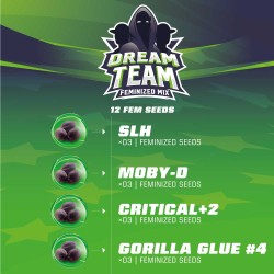 DREAM TEAM FEMINIZED MIX · BSF Seeds · semi di canapa · Fem