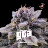 GTA · BSF Seeds · semi di canapa · Fem