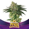 LEBRON HAZE · BSF Seeds · semi di canapa · Fem