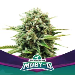 MOBY-D · BSF Seeds · semi...