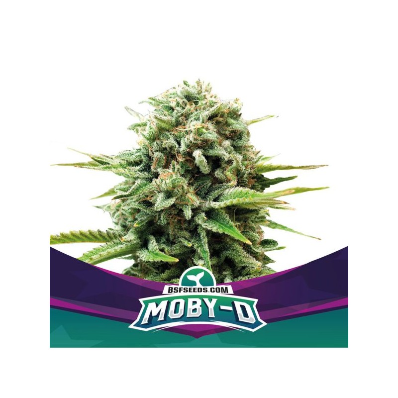 MOBY-D · BSF Seeds · semi di canapa · Fem