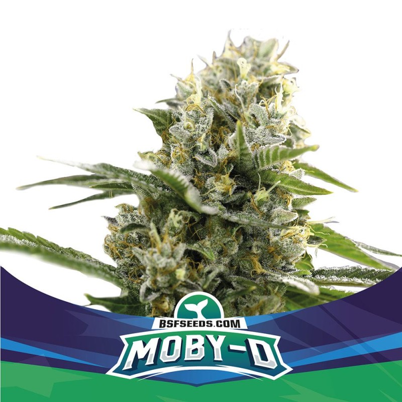 MOBY-D XXL AUTO · BSF Seeds · semi di canapa · AutoFem